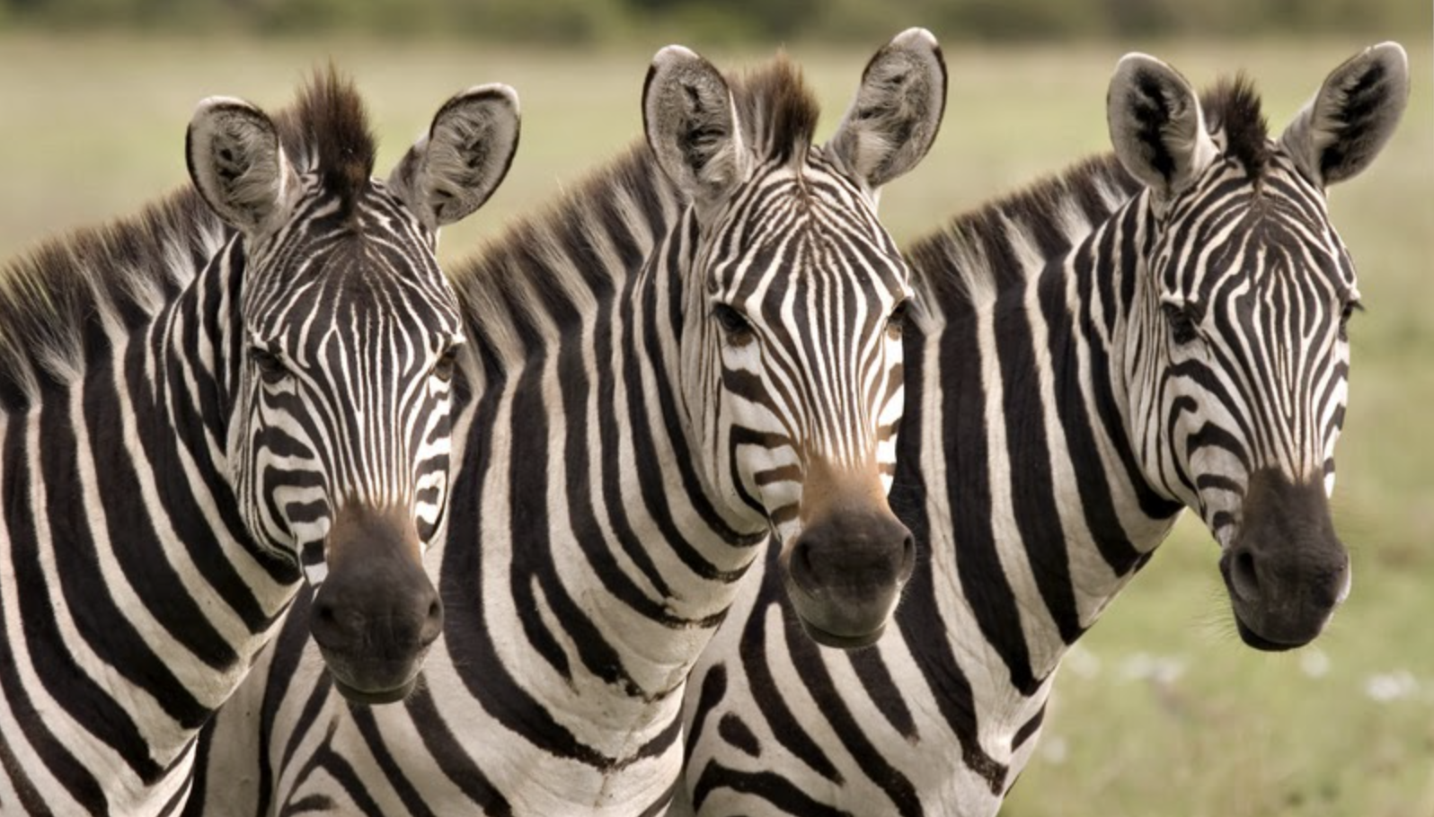 three zebras looking at camera